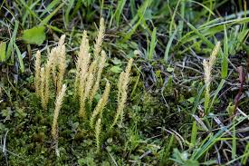 Image result for Selaginella mittenii