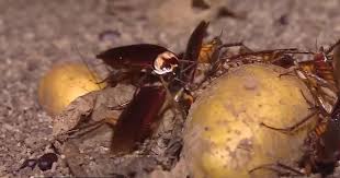 As your professional pest controller, we analyze every home and. Las Vegas Pest Control Companies Receive An Uptick In Calls After Earthquakes