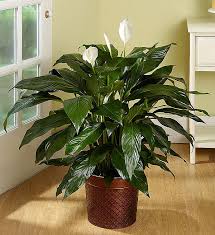 Image result for Spathiphyllum