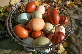 Black copper marans complete breed guide, french black copper maran eggs color chart google search, eggshell archives archies acres, marans eggs, qopo. Chicken Scratch Poultry French Black Copper Marans Or French Blue Copper Marans Is This The Breed For You