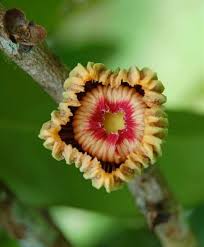 Image result for Napoleonaea gossweileri