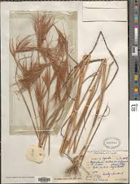 Image result for Hyparrhenia anamesa