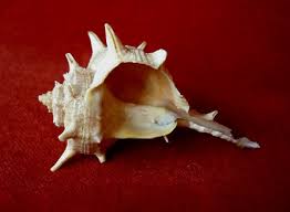 — zoologie schnecke, die den farbstoff purpur produziert purpurschnecken produzieren einen schleim zur abwehr von feinden, der auch zum färben von. Prof Blumes Medienangebot Farbstoffe Und Farben