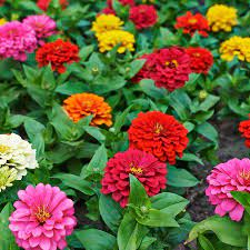 Pin On Zinnias