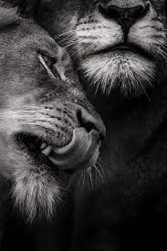 Ross Couper Photography South African Wildlife Photographer Animals Beautiful African Wildlife Animals