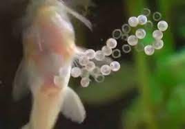 Pygmy Cory Detailed Guide Care Diet And Breeding Shrimp And Snail Breeder