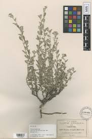 Image result for Adenia mossambicensis