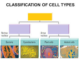 Escherichia coli the escherichia coli (or e. Cell Lessons Blendspace
