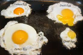 Check spelling or type a new query. Manfaat Telur Ayam Kalkun Untuk Kesehatan Dan Nutrisi Tubuh