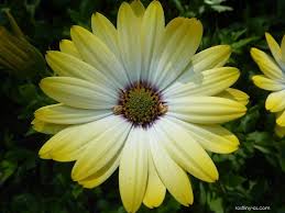 Image result for paprskovka obrázek