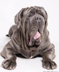 Le scouarnec s, bhasin n, vieyres c, hund tj, cunha sr, koval o, marionneau c, chen b, wu y, demolombe s, song ls, le marec h, probst v, schott jj, anderson me, mohler pj. 28 Mastino Napolitano Ideen Hunde Molosser Tibet Dogge