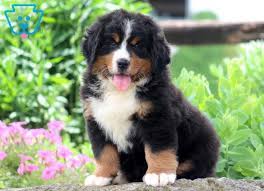 We did not find results for: Bernese Mountain Dog Puppies For Sale Near Me Petfinder