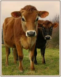 Pin By Sabrina Brinkerhoff On Farms Farm Cow Farm Animals Cute Cows