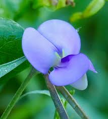 Image result for Vigna oblongifolia