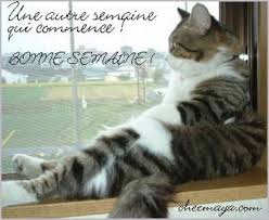 RÃ©sultat de recherche d'images pour "bonne semaine chats"