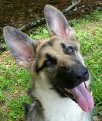 Our dogs come from championship german lines and are family raised. Rehomed Dakota Gorgeous 1 Yo Female Purebred German Shepherd In Nashville Tn