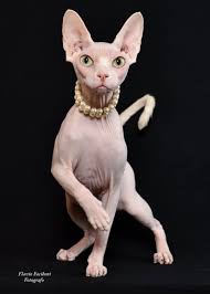Ukpets found the following sphynx for sale in the uk. Cat Don Sphynx Or Donskoy Price And Farms Cat My Love