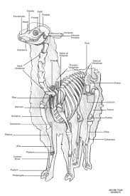 anatomy of an alpaca alpaca facts cute alpaca llama alpaca