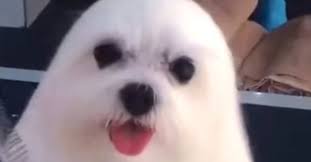 Which fluffy puppy pic was your favorite? Fluffy Puppy Has People Wondering If He S A Baby Seal Or A Dog Cesar S Way