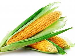 Kumpulan Berbagai Gambar Jagung