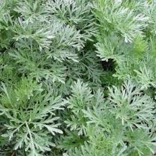 La macchia mediterranea è uno dei principali ecosistemi mediterranei ricco di piante. Giardino Mediterraneo Dieci Piante Insolite Piantare Alberi Giardino Mediterraneo Giardino