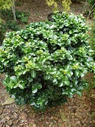 Image result for Lythrum rotundifolium
