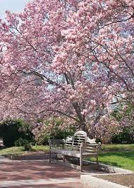 Les Magnolias Comptent Parmi Les Plus Beaux Arbres A Floraison Printaniere Ou Estivale Qu 39 Ils Prennent La Arbre De Jardin Arbuste Decoratif Beaux Jardins
