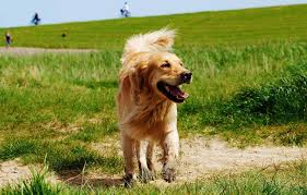 Our mission at golden retriever rescue of north texas (grrnt) is to rescue, care for, and place in permanent loving homes golden retrievers in need in the north texas area and to educate the general public about responsible pet ownership as well as the special qualities of the golden. 6 Golden Retriever Rescues In California Adopt Your New Best Friend Golden Hearts