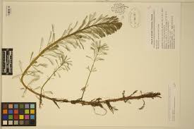 Image result for Haloragaceae