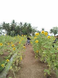 Taman bunga nusantara adalah salah satu taman bunga terbesar di indonesia yang letaknya berada setelah daerah puncak bogor. Niat Awal Berkebun Kini Berubah Jadi Destinasi Wisata Dadakan Fin Co Id