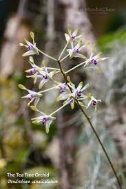 Tea Tree Orchid Dendrobium Canaliculatum My Favourite Australian Dendrobium Orchid So Far Pretty Flowers Dendrobium Orchids Orchids