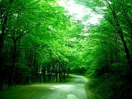 Kırkçeşme (belgrad ormanı) suları : Belgrad Forest Wikipedia