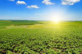 8,502 Sunflower Field Morning Stock Photos - Free & Royalty-Free Stock  Photos from Dreamstime