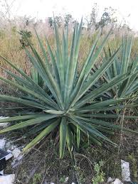 Image result for Agave sisalana