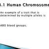 File type pdf 14 1 human chromosomes answer packet. 1