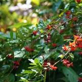 Image result for Ochna atropurpurea