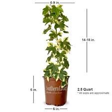 Image result for Fadogia variifolia