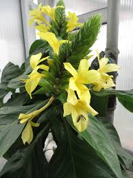 Image result for Barleria oxyphylla