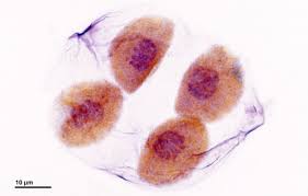 We did not find results for: Cell Division Meiosis Meiosis I And Meiosis Ii Lecturio