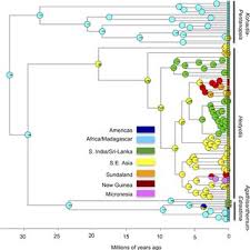 Image result for Hedythyrsus thamnoideus