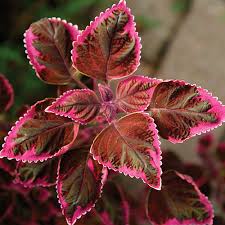 Image result for Coleus thyrsoideus
