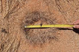 Image result for Eragrostis nindensis