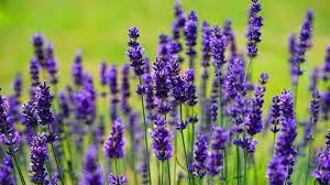 We did not find results for: The Best Fragrant Flowers White Purple And More With Pictures