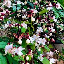Image result for Clerodendrum abilioi