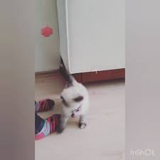 egzotic shorthair disi yavru 2 aylik gozler kalici mavi kuru maya gecmis ve tuvalet egitimi almis olup ucretli sahiplendirilecektir animals cats