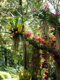 Orchid Botanical Garden Singapore Orchids Garden Beautiful Gardens Plants