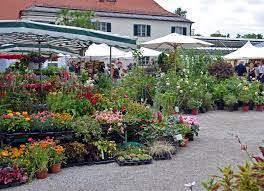 veranstaltung rosenschau im botanischen garten munchen 28 06 2019 bis 01 07 2019 bayernradar