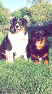Western australian shepherd rescue will not place dogs for any kind of guard duty. Chia The Aussie And Noah The Aussie Rottie Mix Enjoying Colorado Livin Australianshepherd