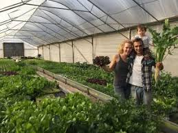 Hydroponic gardening systems provide an easy and efficient way to grow herbs and other plants indoors with minimal fuss and mess. Gallery Livingreen Hydroponics Aquaponics