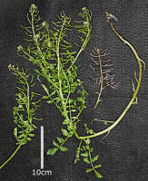 Image result for Nasturtium microphyllum